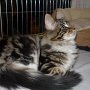 Dancingcat Evita kiallitason Dancingcat Evita kiallitason